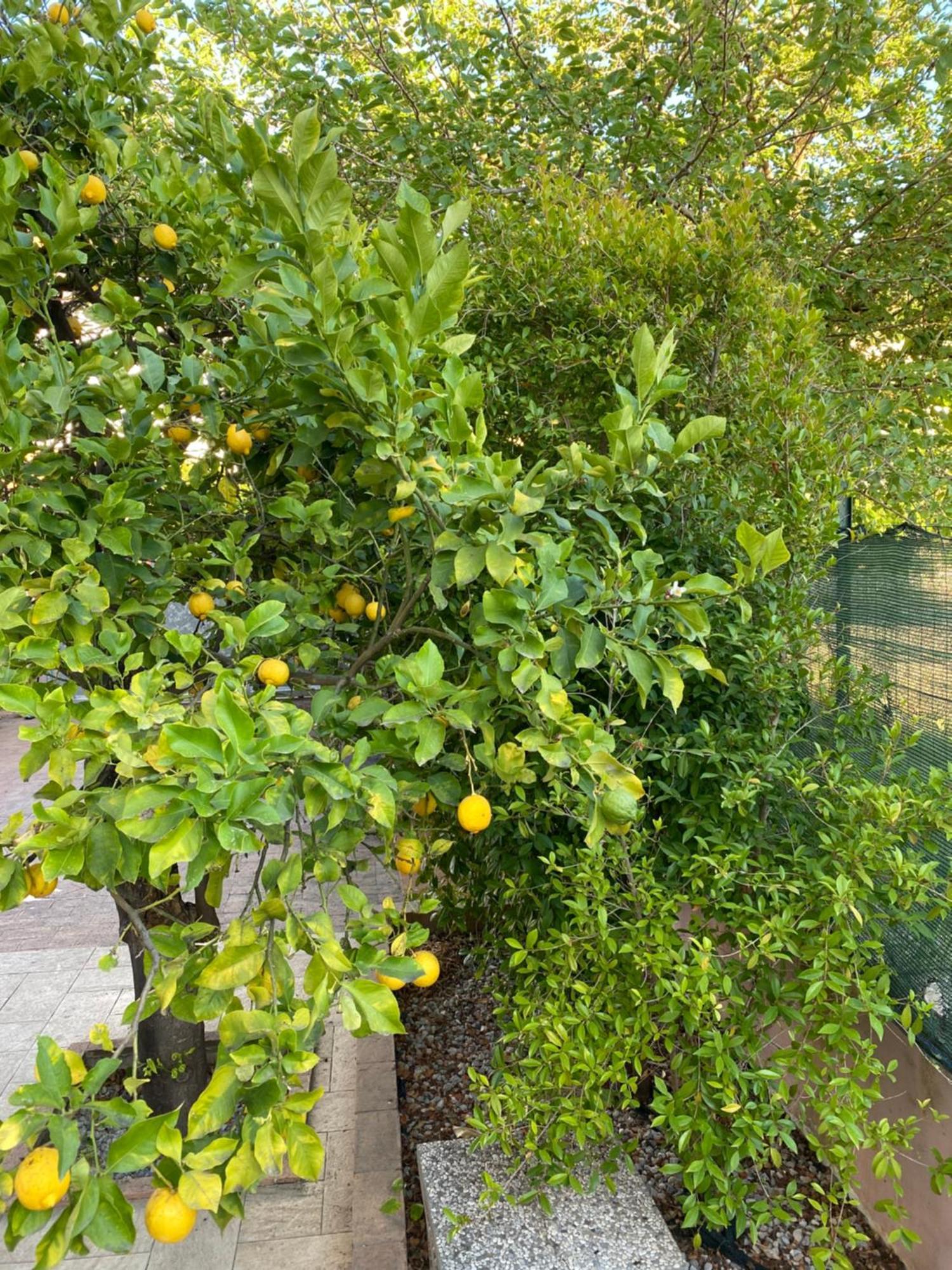 L'Albero Di Limoni Sul Mare Di Pizzo Villa Exterior photo